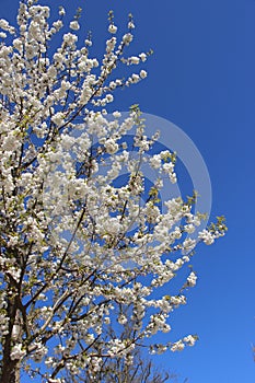 Flowering Blossoming White Cherry flowers