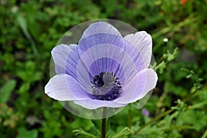 Flowering Blue Anemone in the Hurshat Tal in North Israel photo