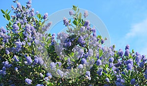 Flowering Blue Blossom Ceanothus evergreen shrub close up.