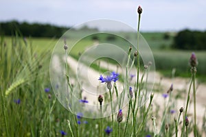 Flowering blue cornflowers in a field near a dirt road, summer background. Beautiful summer flowers in a field among wheat