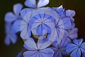 Flowering blue Plumbago auriculata, cape leadwort