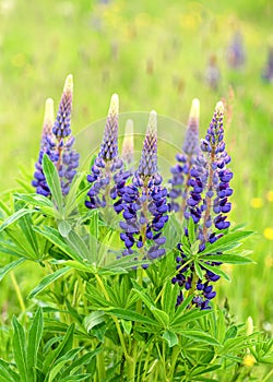 Flowering blue and purple lupin plans growing wild among green grass and yellow flowers.