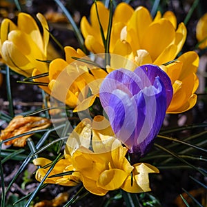 Flowering blue and yellow crocuses flowers in early spring. Crocus flowers  in garden. Growing bulbs in the garden