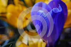 Flowering blue and yellow crocuses flowers in early spring. Crocus flowers  in garden. Growing bulbs in the garden