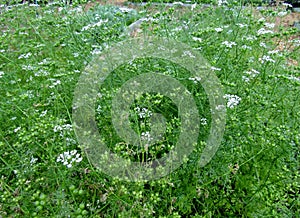 Flowering and bolting cilantro coriander plants in garden bed