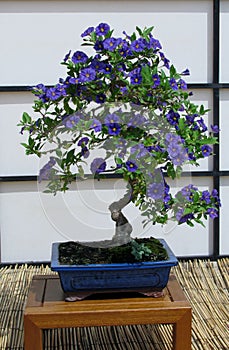 Flowering blue potato bush or Paraguay nightshade bonsai in blue planter photo