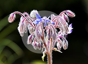 Flowering borage
