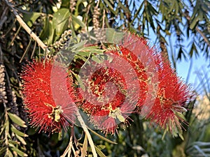 Flowering of bottle brush tree