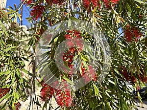 Flowering of bottle brush tree