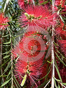 Flowering of bottle brush tree