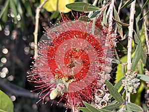 Flowering of bottle brush tree (lat. Callistemon