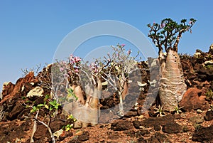 Flowering bottle tree, Yemen, Socotra