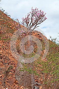 Flowering Bottle trees in Dragon Blood trees forest, red rocks, Socotra, Yemen