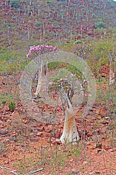 Flowering Bottle trees in Dragon Blood trees forest, red rocks, Socotra, Yemen