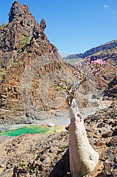 Flowering Bottle trees in the oasis of Dirhur, natural pool, Socotra Island, Yemen