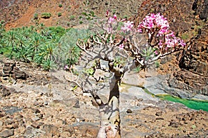 Flowering Bottle trees, palms and red rocks in the oasis of Dirhur, natural pool, Socotra Island, Yemen