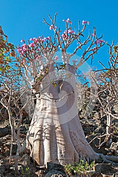 Flowering Bottle trees in the protected area of Dixam Plateau, Socotra Island, Yemen