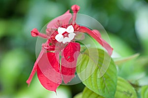 Flowering bougainvillea