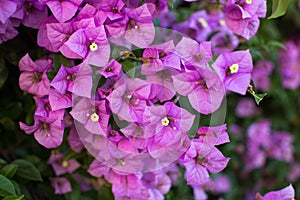 Flowering bougainvillea branches