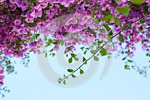 Flowering bougainvillea branches against the blue sky