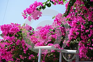 A flowering bougainvillea bush, without which the landscapes of summer Rhodes are simply unthinkable. Kolympia, Rhodes, Greece