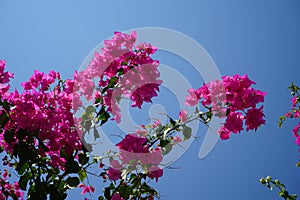 A flowering bougainvillea bush, without which the landscapes of summer Rhodes are simply unthinkable. Kolympia, Rhodes, Greece