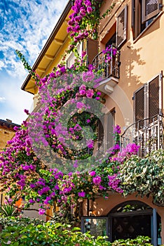 Flowering bougainvillea creeps on the facade