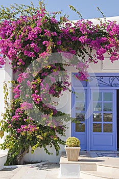 Flowering bougainvillea at the door, feature Mykon