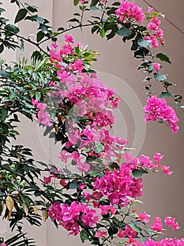 Flowering Bougainvillea in the yard