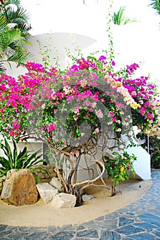 Flowering Bouganvilla in Mexico