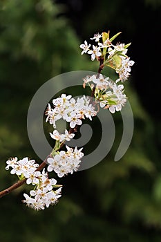 Flowering Bradford Pear Limb