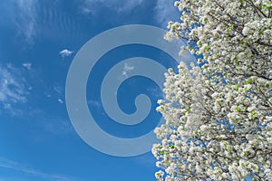 Flowering Bradford Pear tree blossom in spring at Irving, Texas, USA