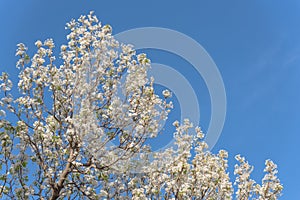 Flowering Bradford Pear tree blossom in spring at Irving, Texas, USA