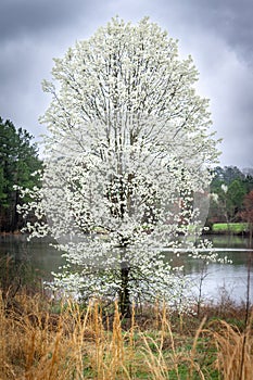 A flowering Bradford Pear tree sits beside a calm pond on a cloudy spring day
