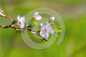 Flowering branch of an almond tree close-up . spring bloom in nature