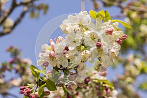 Flowering branch of apple against the blue sky in spring photo