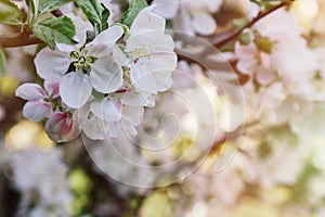 Flowering branch of apple tree, lit by a bright ray of spring sun. Spring flowering of fruit trees. Gardening