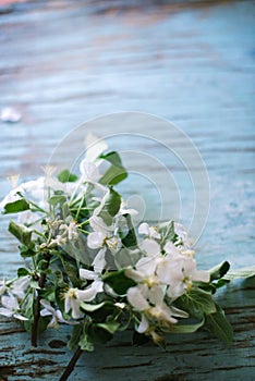 Flowering branch of an apple tree on a wooden background