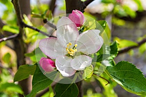 Flowering branch of Apple, white Apple blossoms.