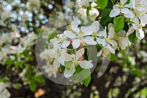 Flowering branch of Apple, white Apple blossoms.