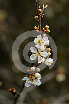 Flowering branch of apricot on a blurred background.