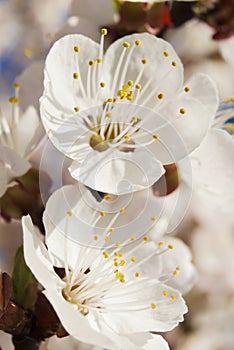 Flowering branch of apricot