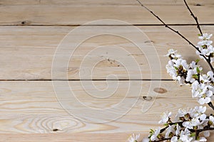 Flowering branch of apricot on rustic wooden background.