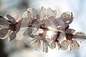 Flowering branch of apricot. Spring.