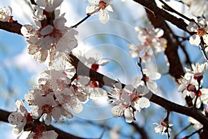 Flowering branch of apricot. Spring.
