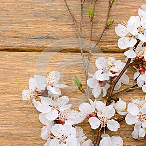 Flowering branch apricot on wooden background