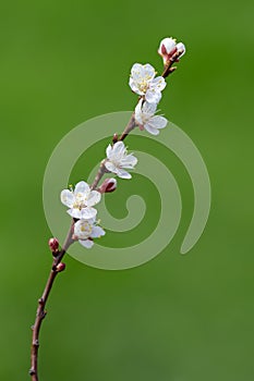 Flowering branch of apricots on a green background