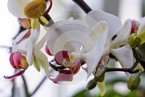 Flowering branch of beautiful white orchid flower with yellow center isolated close-up macro.