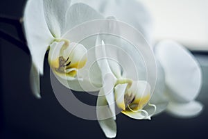 Flowering branch of beautiful white orchid flower with yellow center isolated close-up macro. Beautiful flower