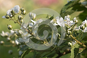 Flowering branch blackberry closeup. white flowers